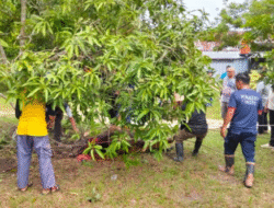 Sapi Kurban Mengamuk Saat Akan Disembelih, Tim Damkar BPBD Belitung Lakukan Evakuasi