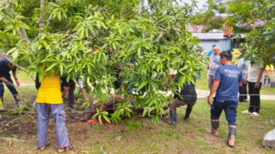 Tim BPBD mengevakuasi sapi kurban yang mengamuk sebelum disembelih, Sabtu (7/5/2025). Dok. Ist