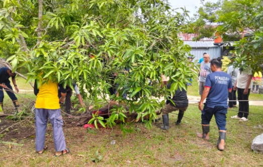 Tim BPBD mengevakuasi sapi kurban yang mengamuk sebelum disembelih, Sabtu (7/5/2025). Dok. Ist