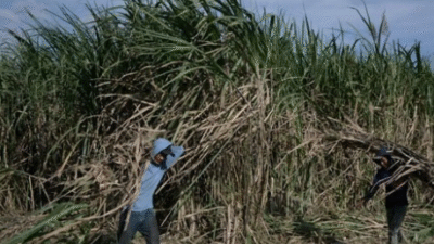 Pemerintah Salurkan KUR Hingga Rp500 Juta untuk Petani Tebu