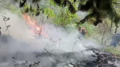 Rentetan Bencana di Pertengahan Agustus: Karhutla Landa Tiga Provinsi dan Banjir Renggut Korban Jiwa