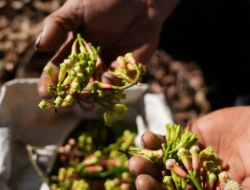 Setelah Udang, Kini Cengkeh Indonesia Terkontaminasi Cesium-137, Pemerintah Gelar Investigasi