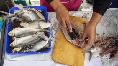 Sukseskan Program Makan Bergizi Gratis, KKP Latih Pengelola Gizi Teknik Olah Ikan Higienis