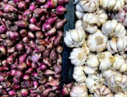 Lampaui Harga Acuan, BPS Catat Rata-rata Harga Bawang Putih Tembus Rp39.810 per Kilogram
